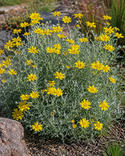 Eriophyllum lanatum 'Siskiyou' | Woolly Sunflower | Annie's Annuals Annie's Annuals Annie's Annuals and Perennials