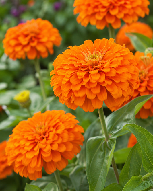 Zinnia 'Benary's Giant Orange' | Cut Flower Zinnia | Annie's Annuals Annie's Annuals Annie's Annuals and Perennials