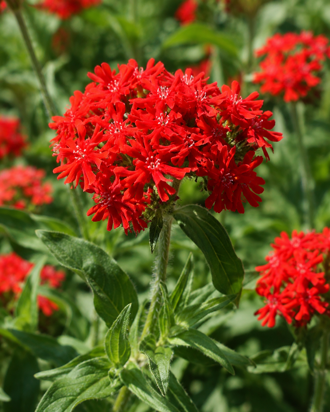 Lychnis chalcedonica | Maltese Cross Perennial | Annie's Annuals Annie's Annuals Annie's Annuals and Perennials