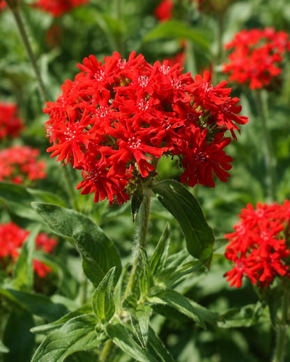 Lychnis chalcedonica | Maltese Cross Perennial | Annie's Annuals Annie's Annuals Annie's Annuals and Perennials