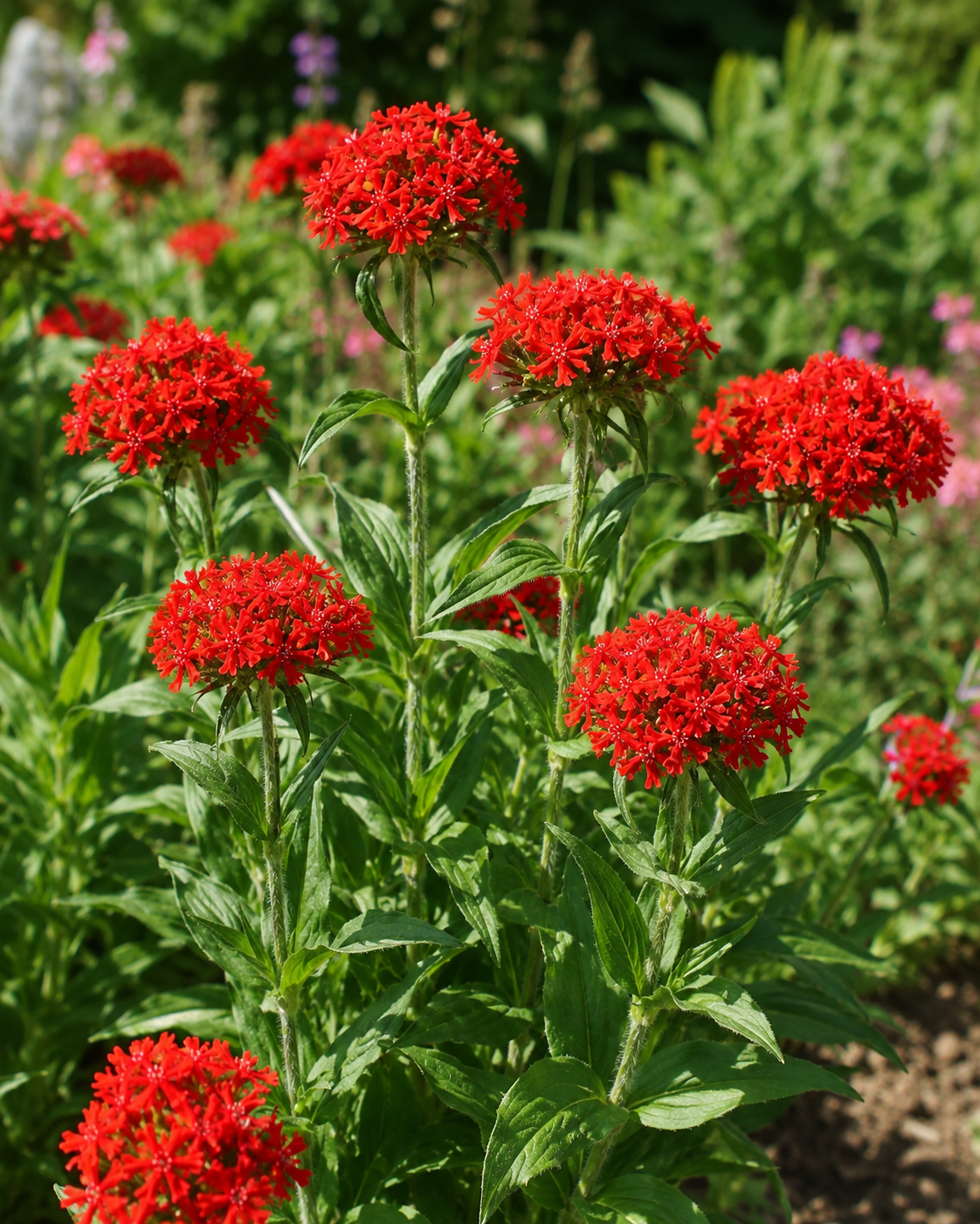 Lychnis chalcedonica | Maltese Cross Perennial | Annie's Annuals Annie's Annuals Annie's Annuals and Perennials