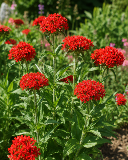 Lychnis chalcedonica | Maltese Cross Perennial | Annie's Annuals Annie's Annuals Annie's Annuals and Perennials