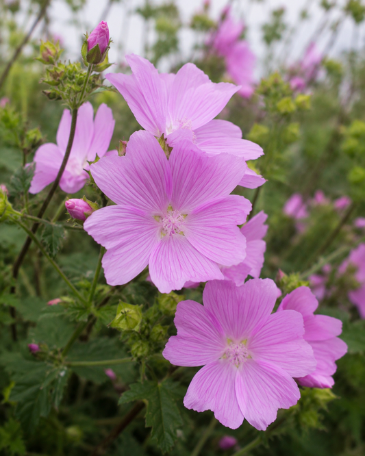 Malva moschata 'Rosea' | Pink Musk Mallow Perennial | Annie's Annuals Annie's Annuals Annie's Annuals and Perennials