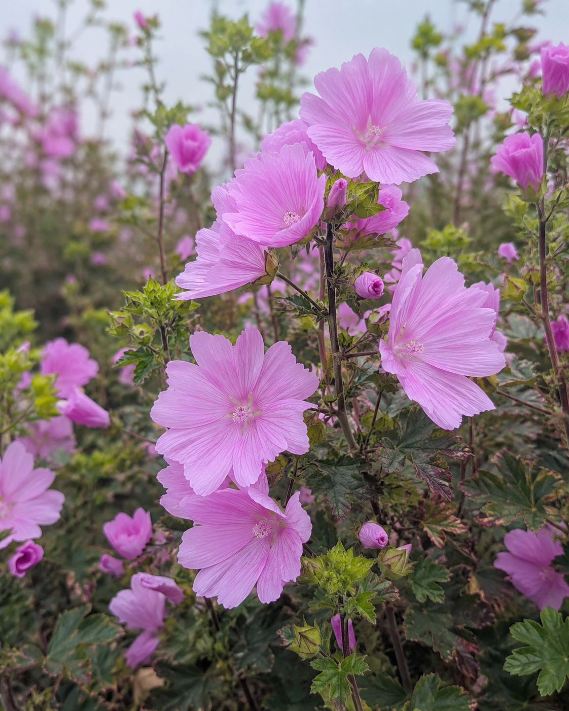 Malva moschata 'Rosea' | Pink Musk Mallow Perennial | Annie's Annuals Annie's Annuals Annie's Annuals and Perennials