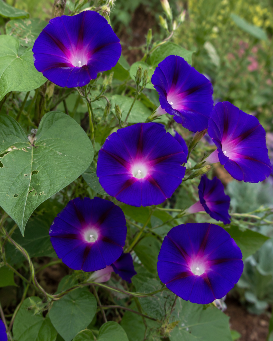 Convolvulus 'Star of Yelta' | Purple Morning Glory | Annie's Annuals Annie's Annuals Annie's Annuals and Perennials