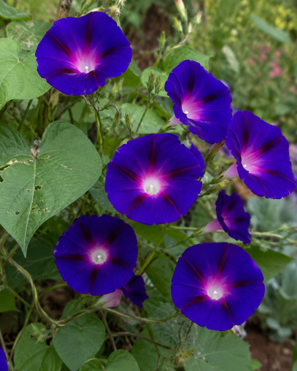 Convolvulus 'Star of Yelta' | Purple Morning Glory | Annie's Annuals Annie's Annuals Annie's Annuals and Perennials