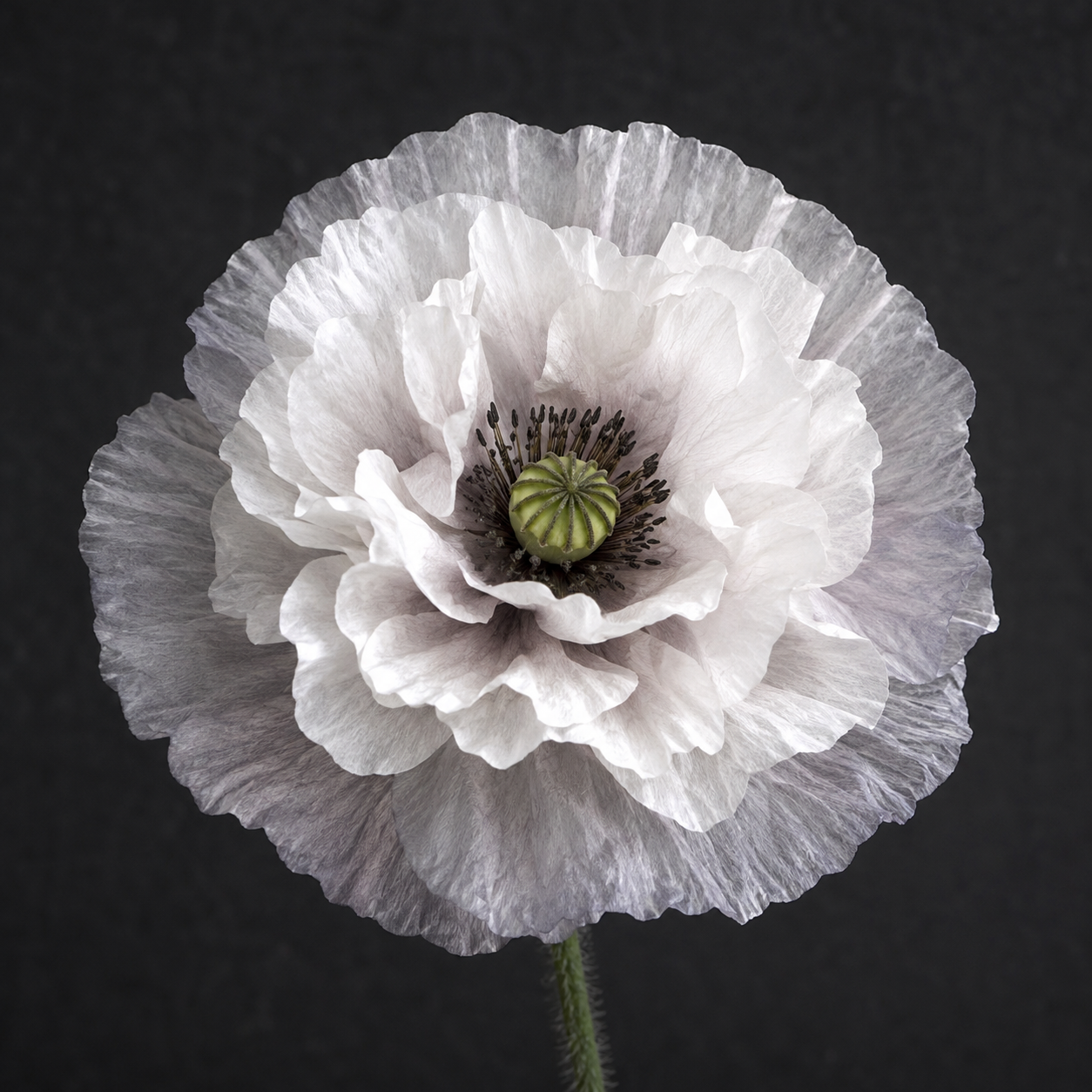 Papaver rhoeas 'Amazing Grey' - Shirley Corn Poppy | Annie's Annuals Annie's Annuals Annie's Annuals and Perennials