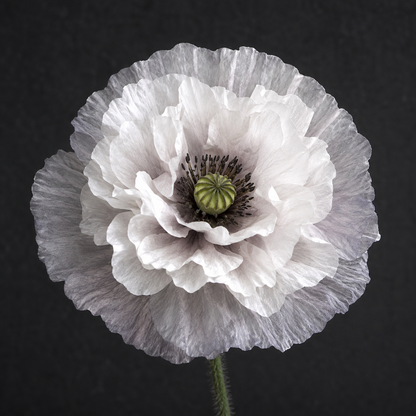 Papaver rhoeas 'Amazing Grey' - Shirley Corn Poppy | Annie's Annuals Annie's Annuals Annie's Annuals and Perennials