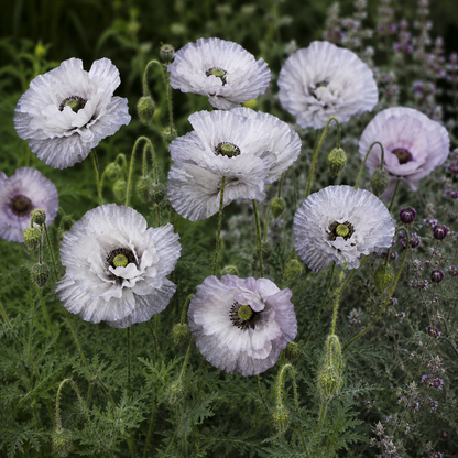 Papaver rhoeas 'Amazing Grey' - Shirley Corn Poppy | Annie's Annuals Annie's Annuals Annie's Annuals and Perennials