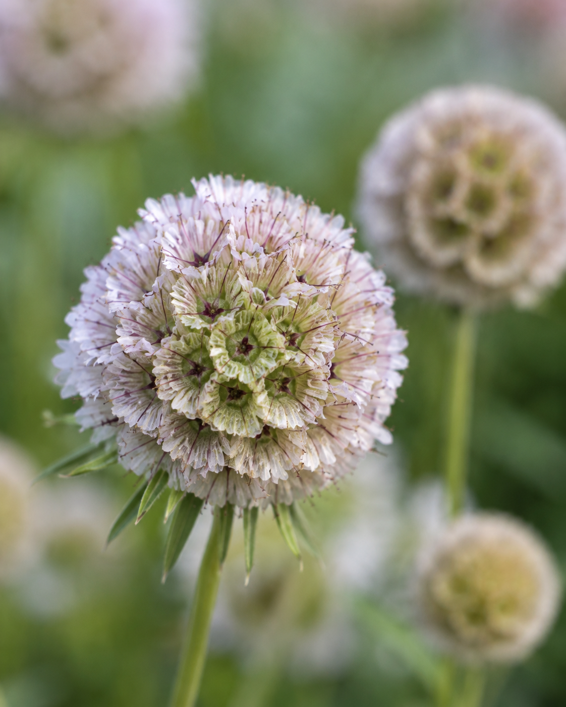 Scabiosa stellata 'Ping Pong' - Pincushion Flower | Annie's Annuals Annie's Annuals Annie's Annuals and Perennials