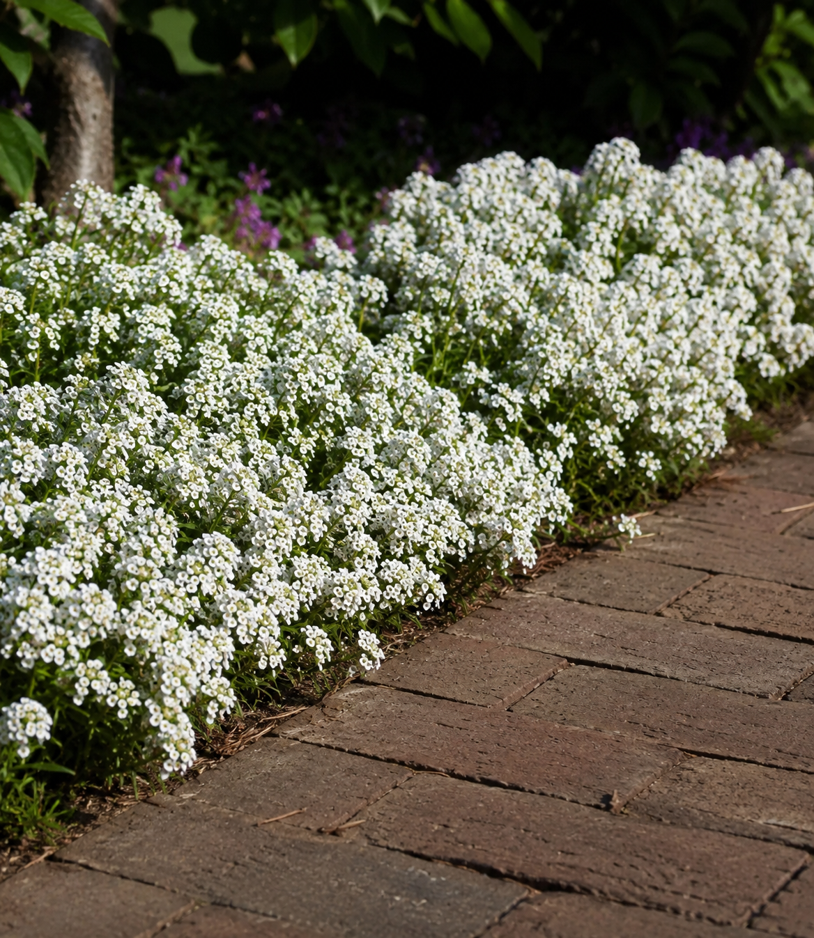 Lobularia 'Clear Crystal White' | Alyssum | Annie's Annuals Annie's Annuals Annie's Annuals and Perennials