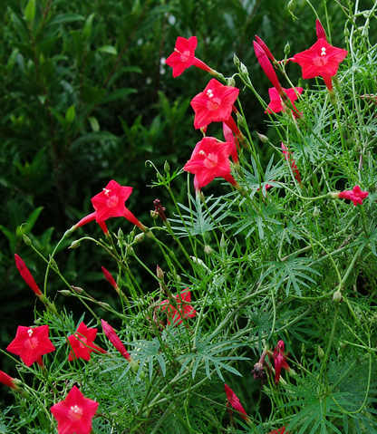 Ipomoea 'Cardinal Climber' | Cardinal Climber | Annie's Annie's Annuals Annie's Annuals and Perennials