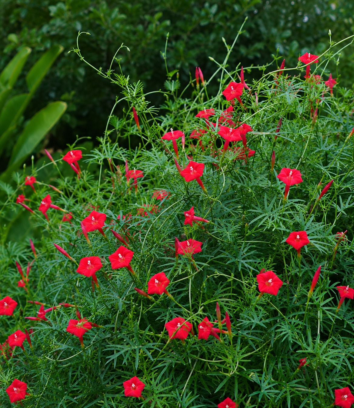 Ipomoea 'Cardinal Climber' | Cardinal Climber | Annie's Annie's Annuals Annie's Annuals and Perennials