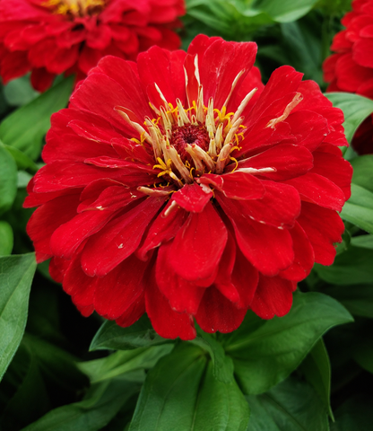 Zinnia 'Dreamland Red' | Zinnia | Annie's Annuals Annie's Annuals Annie's Annuals and Perennials