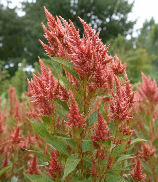 Celosia 'Celway Terracotta' | Celosia | Annie's Annuals Annie's Annuals Annie's Annuals and Perennials