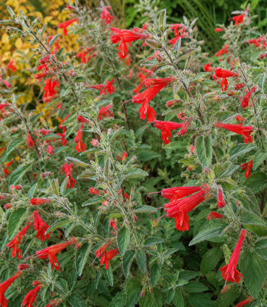 Epilobium 'Calistoga' | California Fuchsia | Annie's Annuals Annie's Annuals Annie's Annuals and Perennials