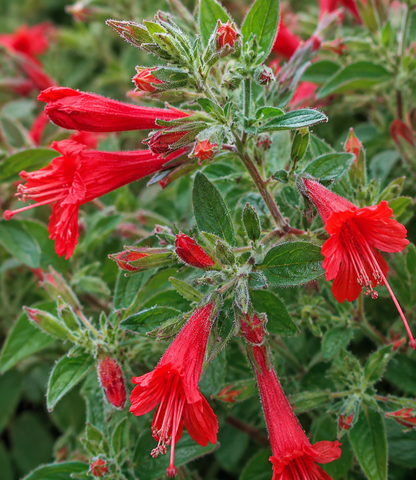Epilobium 'Calistoga' | California Fuchsia | Annie's Annuals Annie's Annuals Annie's Annuals and Perennials