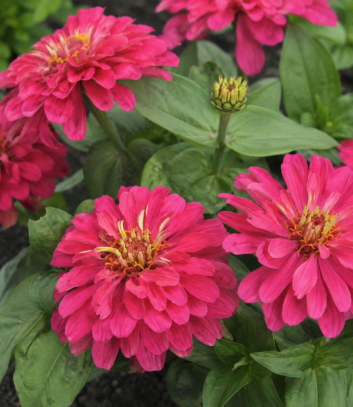 Zinnia 'Magellan Cherry' | Zinnia | Annie's Annuals Annie's Annuals Annie's Annuals and Perennials