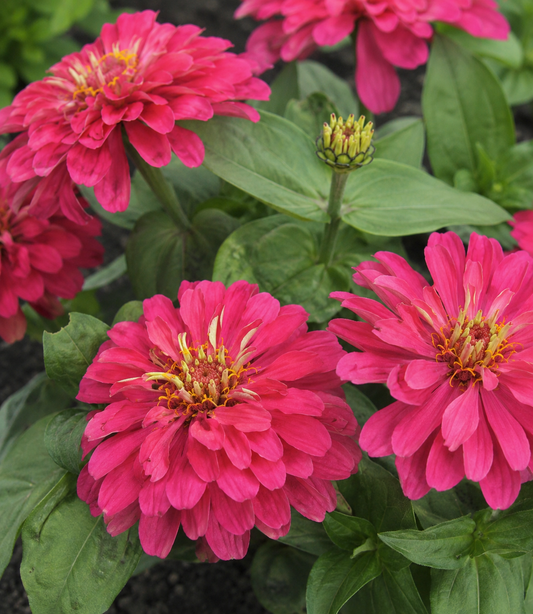 Zinnia 'Magellan Cherry' | Zinnia | Annie's Annuals Annie's Annuals Annie's Annuals and Perennials