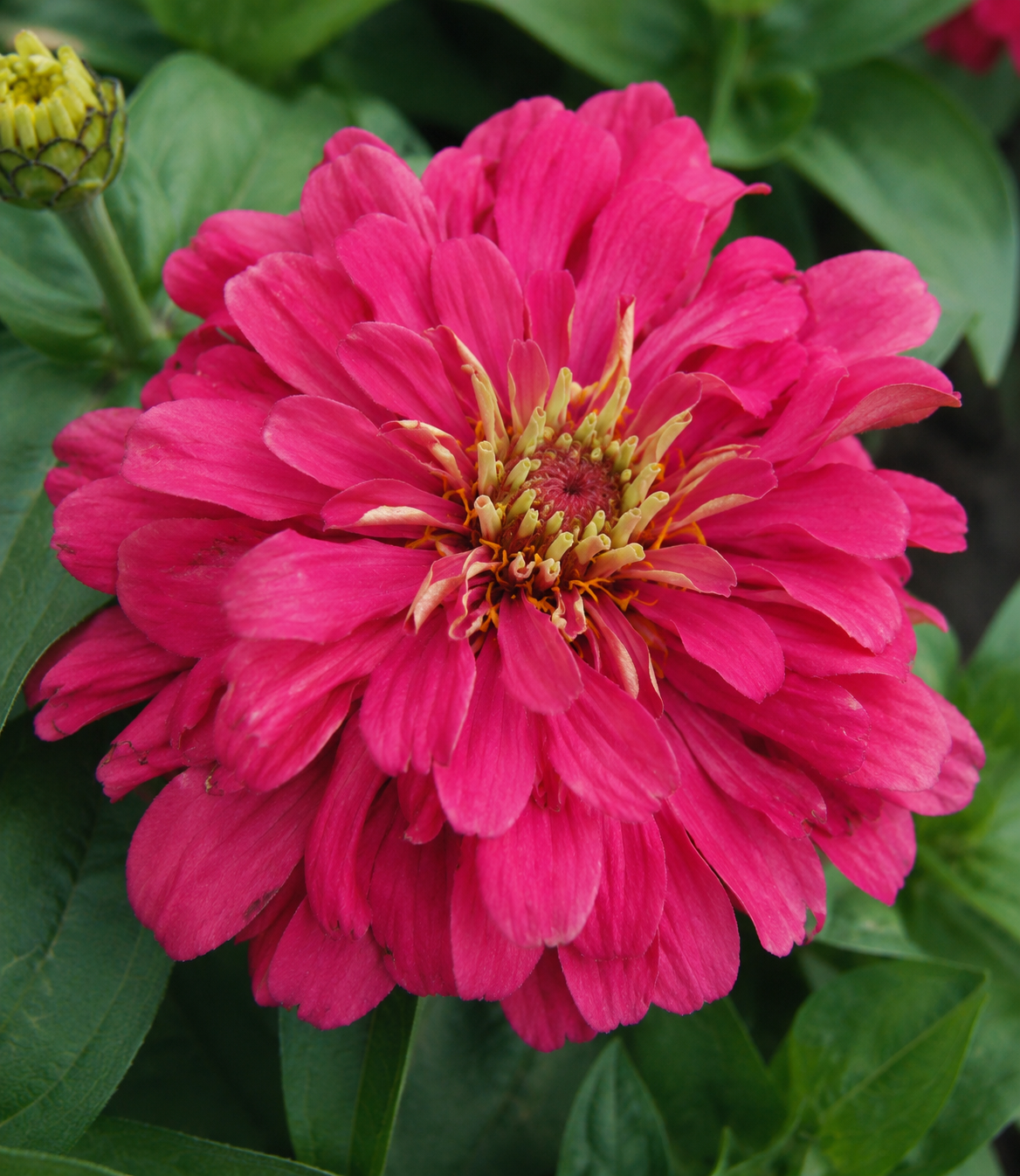 Zinnia 'Magellan Cherry' | Zinnia | Annie's Annuals Annie's Annuals Annie's Annuals and Perennials