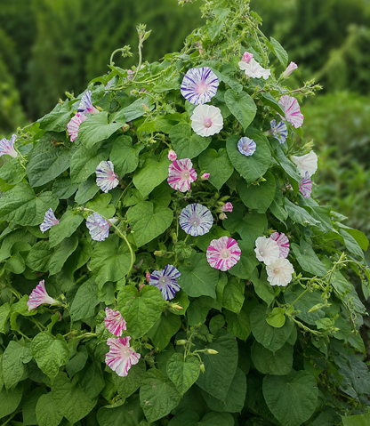 Ipomoea 'Carnivale di Venezia' | Morning Glory | Annie's Annie's Annuals Annie's Annuals and Perennials