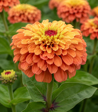 Zinnia 'Queeny Lime Orange' | Zinnia | Annie's Annuals Annie's Annuals Annie's Annuals and Perennials