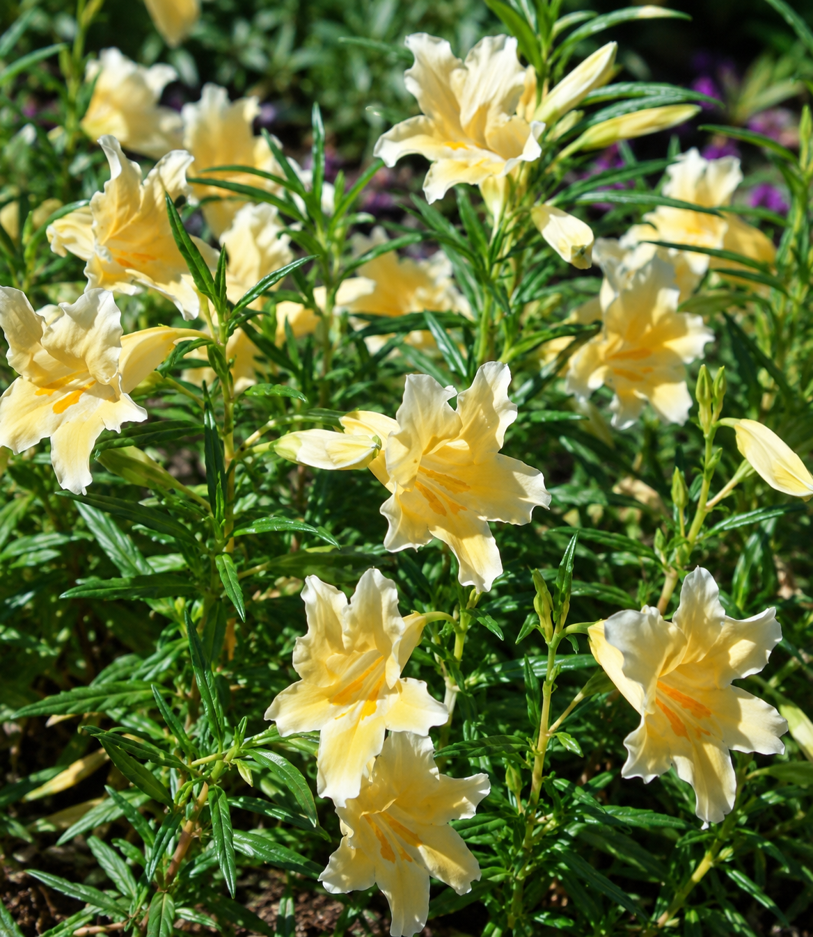 Mimulus 'Eleanor' | Monkey Flower | Annie's Annuals Annie's Annuals Annie's Annuals and Perennials