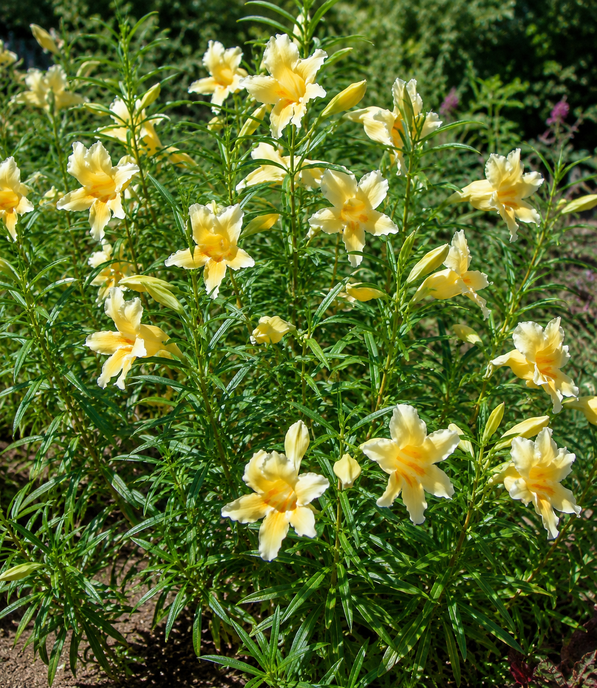 Mimulus 'Eleanor' | Monkey Flower | Annie's Annuals Annie's Annuals Annie's Annuals and Perennials