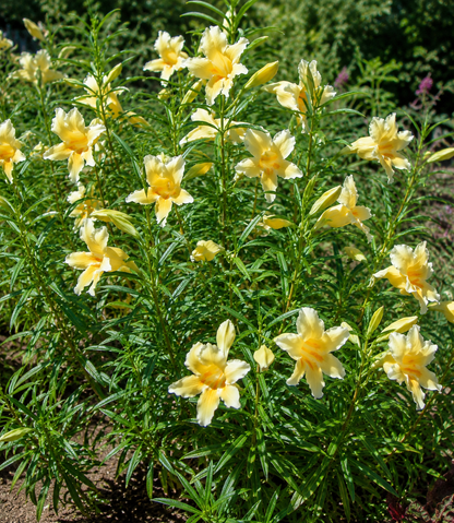 Mimulus 'Eleanor' | Monkey Flower | Annie's Annuals Annie's Annuals Annie's Annuals and Perennials