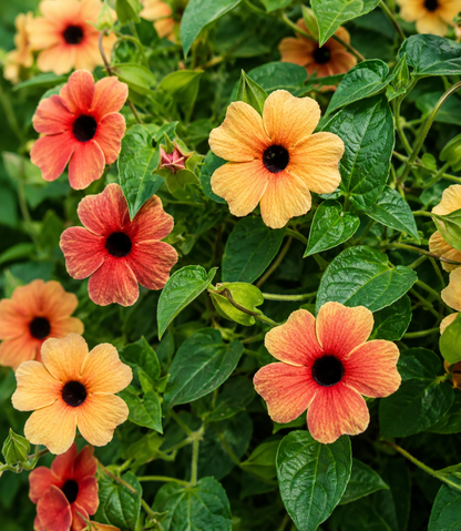 Thunbergia 'African Sunset' | Black-Eyed Susan | Annie's Annie's Annuals Annie's Annuals and Perennials