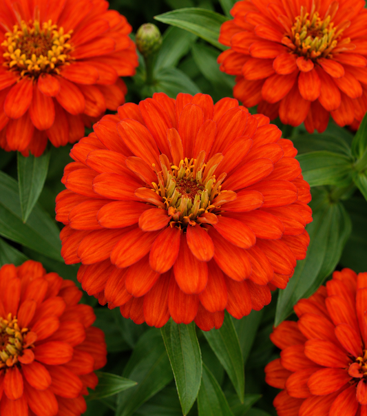 Zinnia 'Zahara Double Fire' | Zinnia | Annie's Annuals Annie's Annuals Annie's Annuals and Perennials