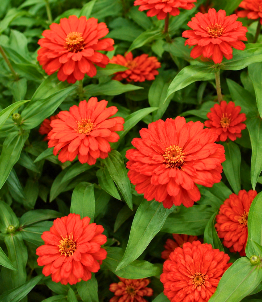 Zinnia 'Zahara Double Fire' | Zinnia | Annie's Annuals Annie's Annuals Annie's Annuals and Perennials