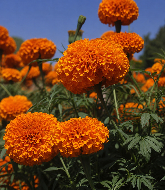 Tagetes 'Xochi Orange' | Marigold | Annie's Annuals Annie's Annuals Annie's Annuals and Perennials