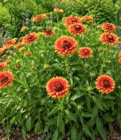 Zinnia 'Zowie Yellow Flame' | Zinnia | Annie's Annuals Annie's Annuals Annie's Annuals and Perennials