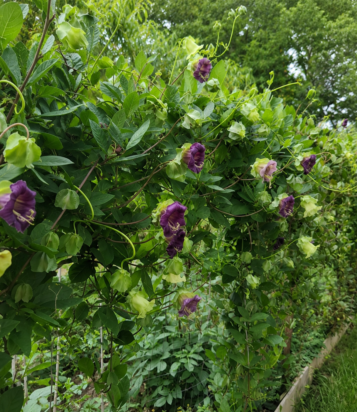 Cobaea scandens 'Violet' | Cup & Saucer | Annie's Annuals Annie's Annuals Annie's Annuals and Perennials