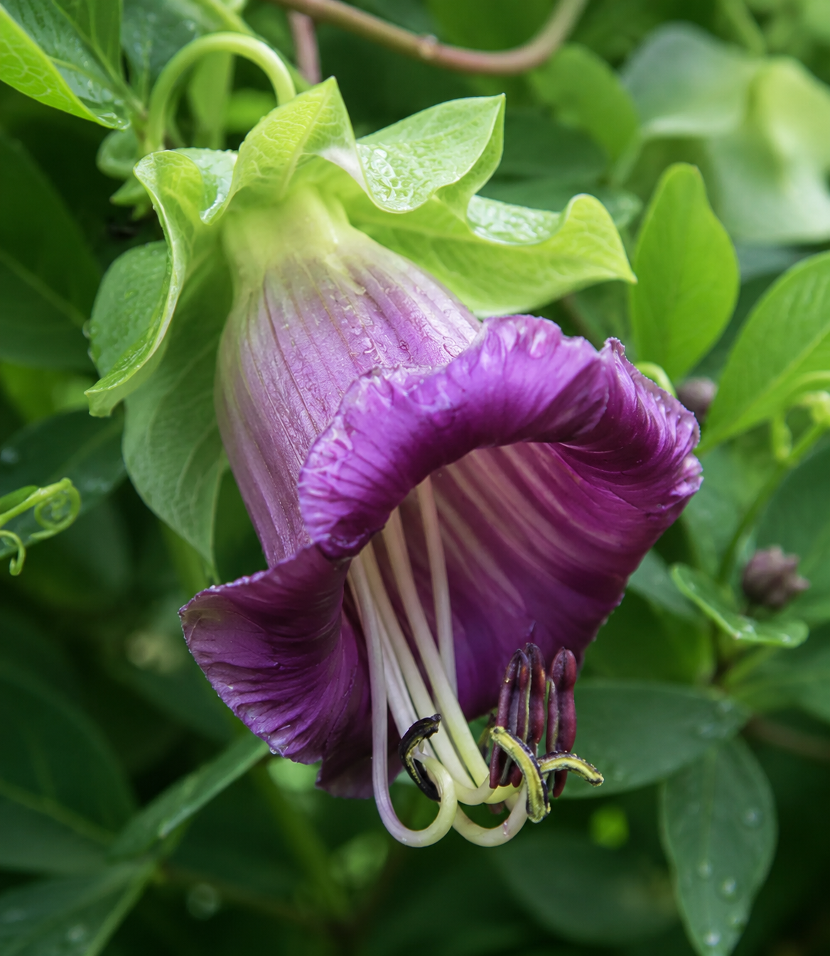 Cobaea scandens 'Violet' | Cup & Saucer | Annie's Annuals Annie's Annuals Annie's Annuals and Perennials