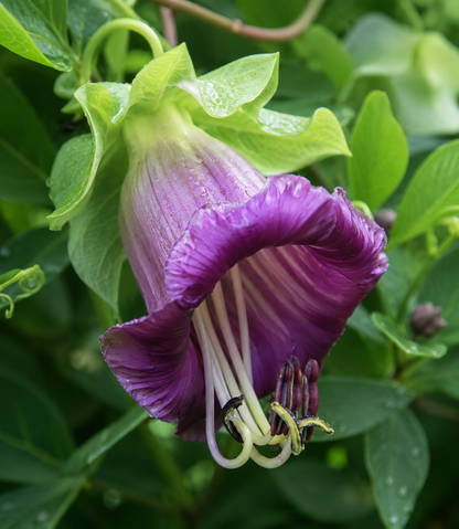 Cobaea scandens 'Violet' | Cup & Saucer | Annie's Annuals Annie's Annuals Annie's Annuals and Perennials