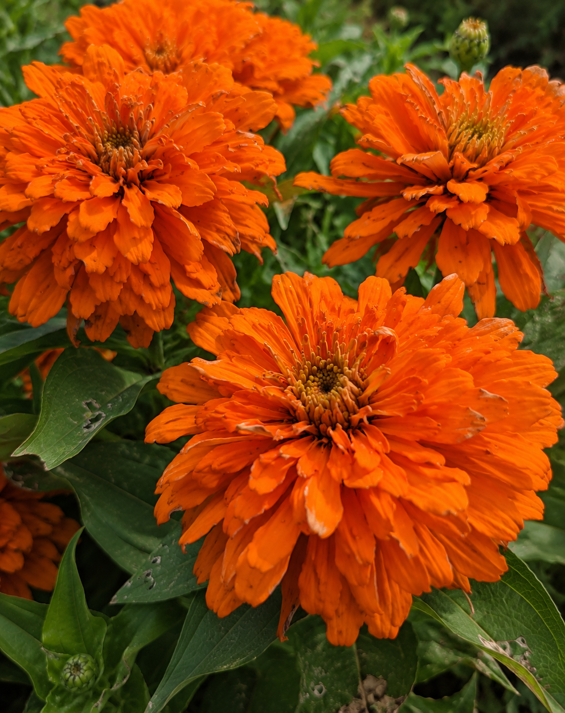 Zinnia 'Magellan Orange' | Zinnia | Annie's Annuals Annie's Annuals Annie's Annuals and Perennials