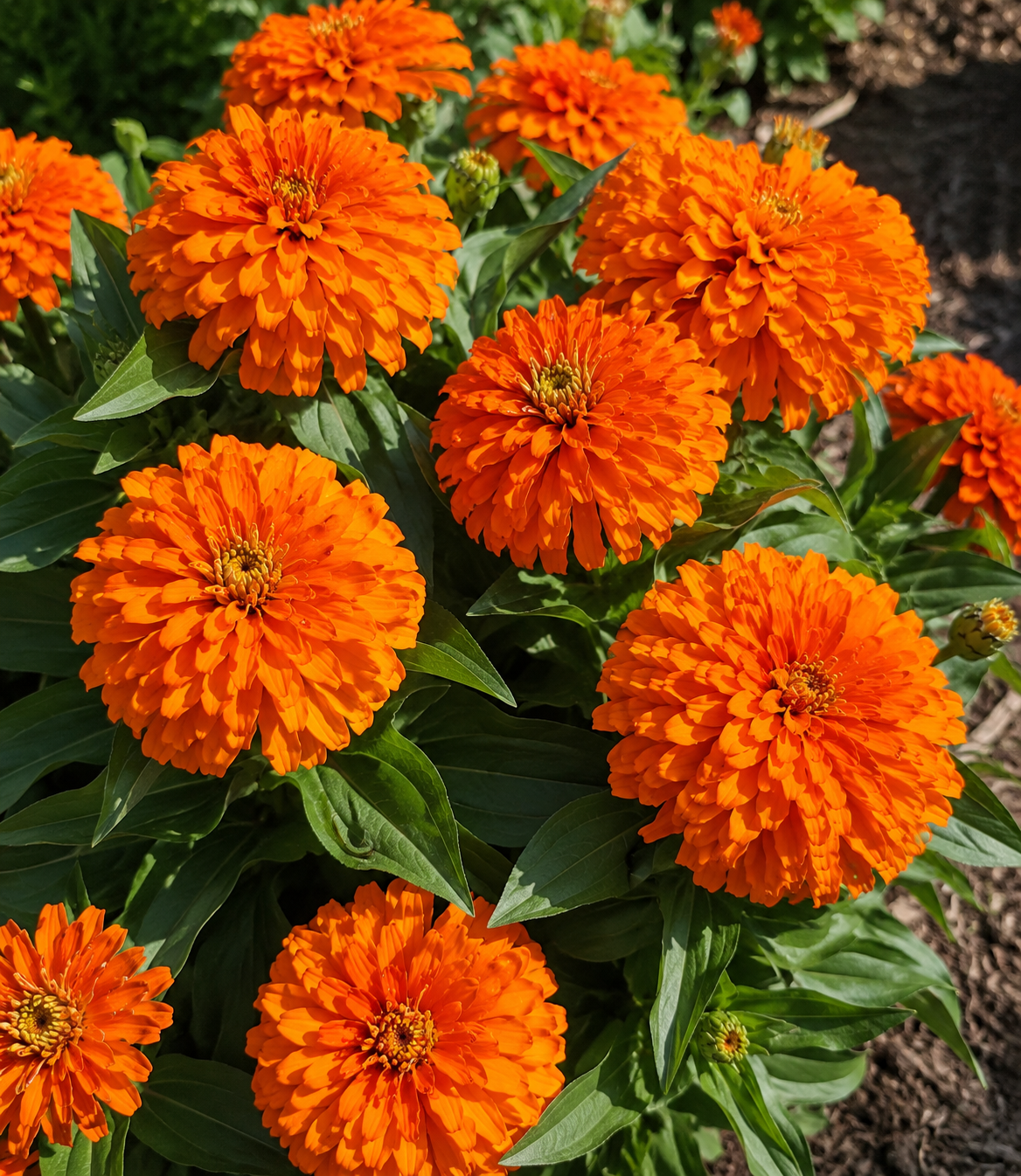 Zinnia 'Magellan Orange' | Zinnia | Annie's Annuals Annie's Annuals Annie's Annuals and Perennials