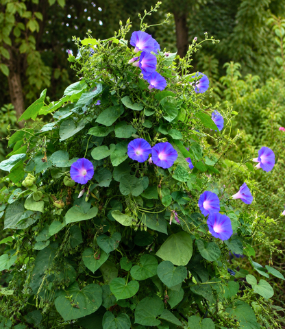 Ipomoea 'Kniola's Black' | Morning Glory | Annie's Annuals Annie's Annuals Annie's Annuals and Perennials