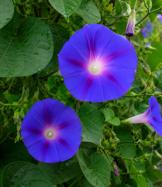Ipomoea 'Kniola's Black' | Morning Glory | Annie's Annuals Annie's Annuals Annie's Annuals and Perennials