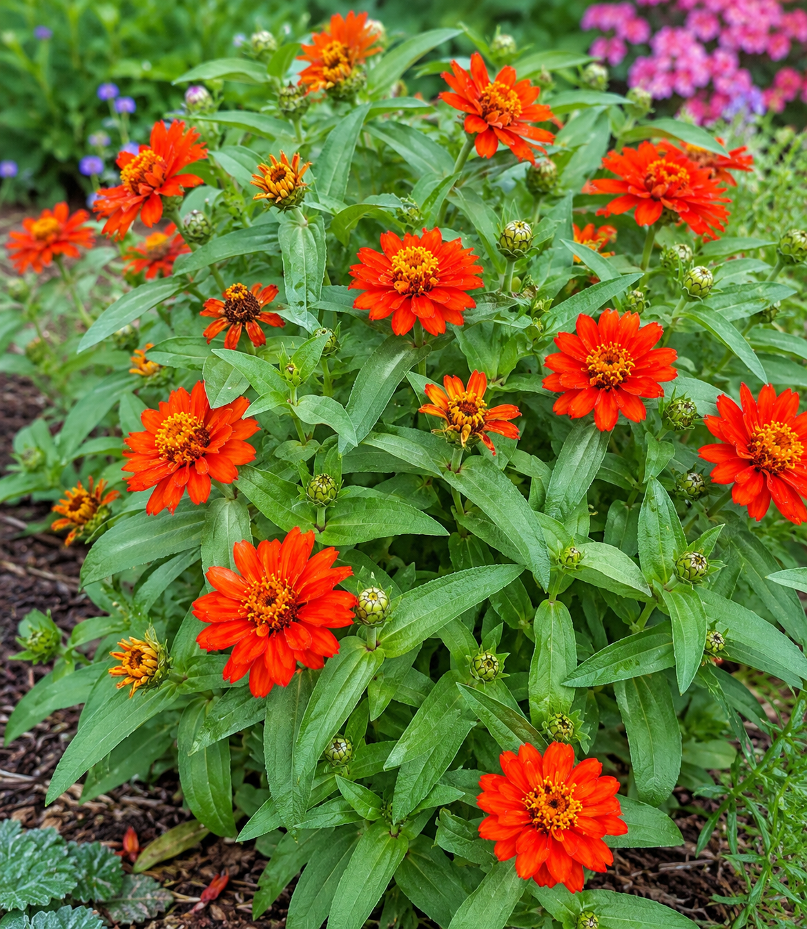Zinnia hybrida 'Profusion Fire' | Zinnia | Annie's Annuals Annie's Annuals Annie's Annuals and Perennials