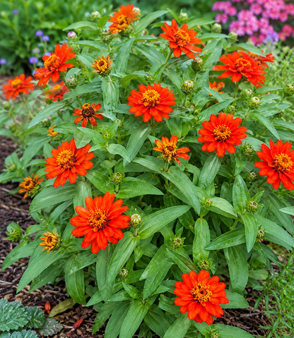Zinnia hybrida 'Profusion Fire' | Zinnia | Annie's Annuals Annie's Annuals Annie's Annuals and Perennials