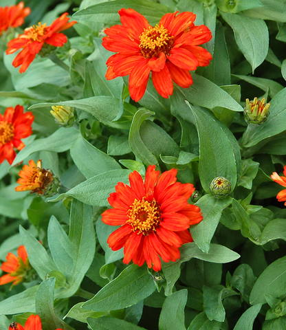 Zinnia hybrida 'Profusion Fire' | Zinnia | Annie's Annuals Annie's Annuals Annie's Annuals and Perennials