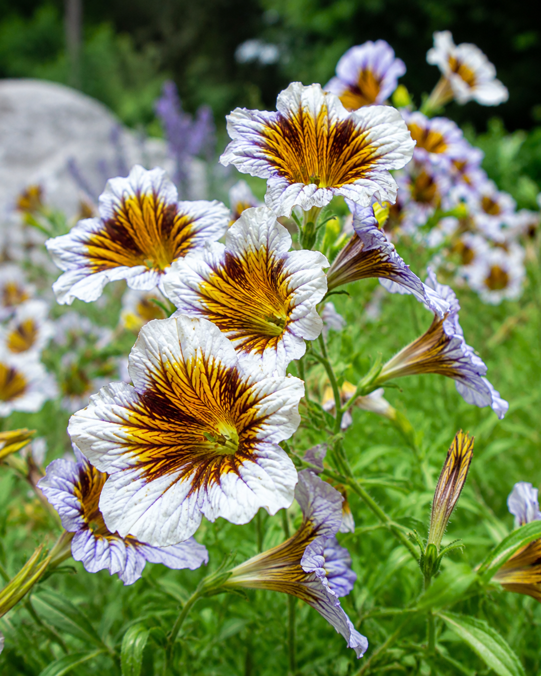 Salpiglossis sinuata - Gloomy Rival Annie's Annuals Annie's Annuals and Perennials