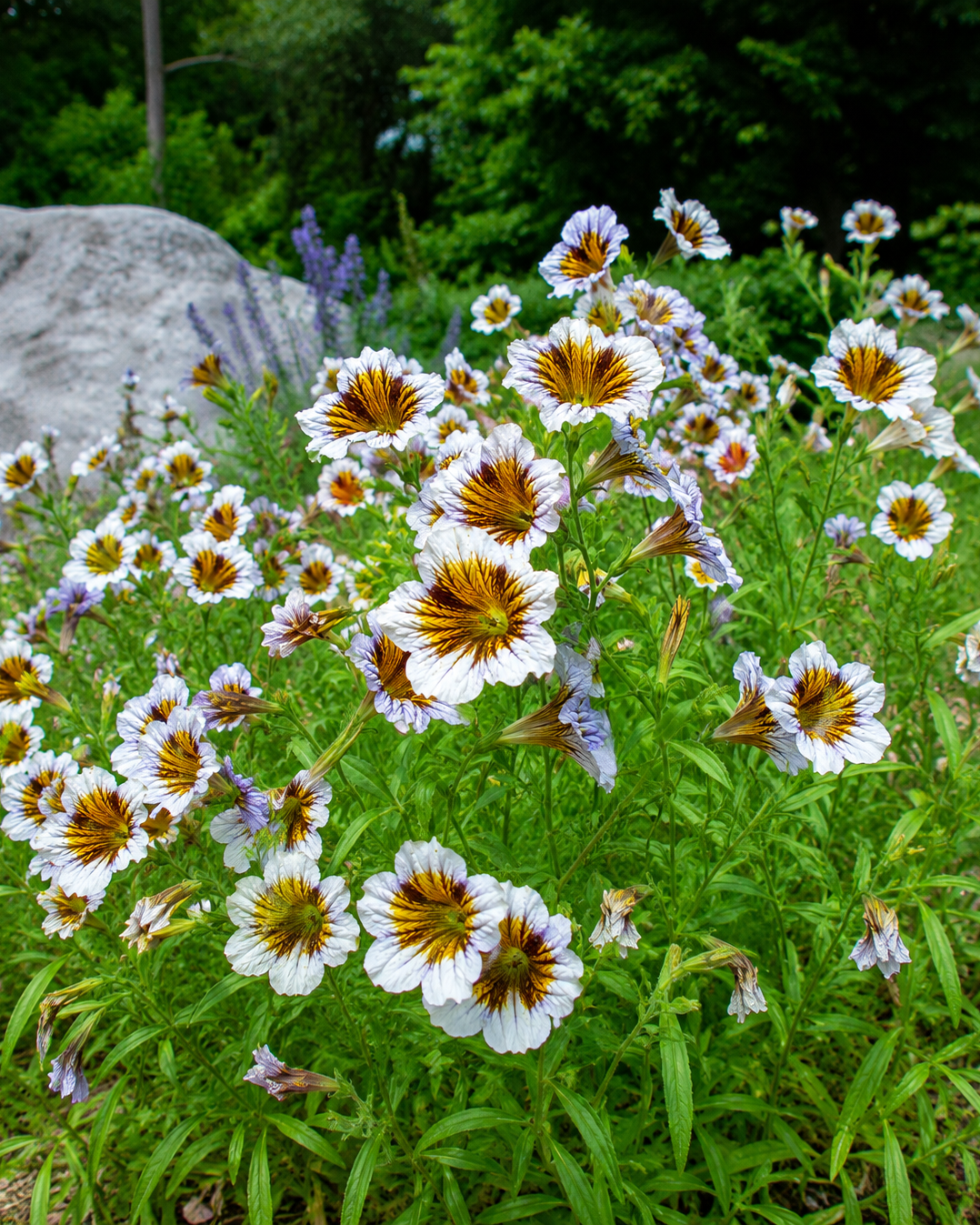 Salpiglossis sinuata - Gloomy Rival Annie's Annuals Annie's Annuals and Perennials