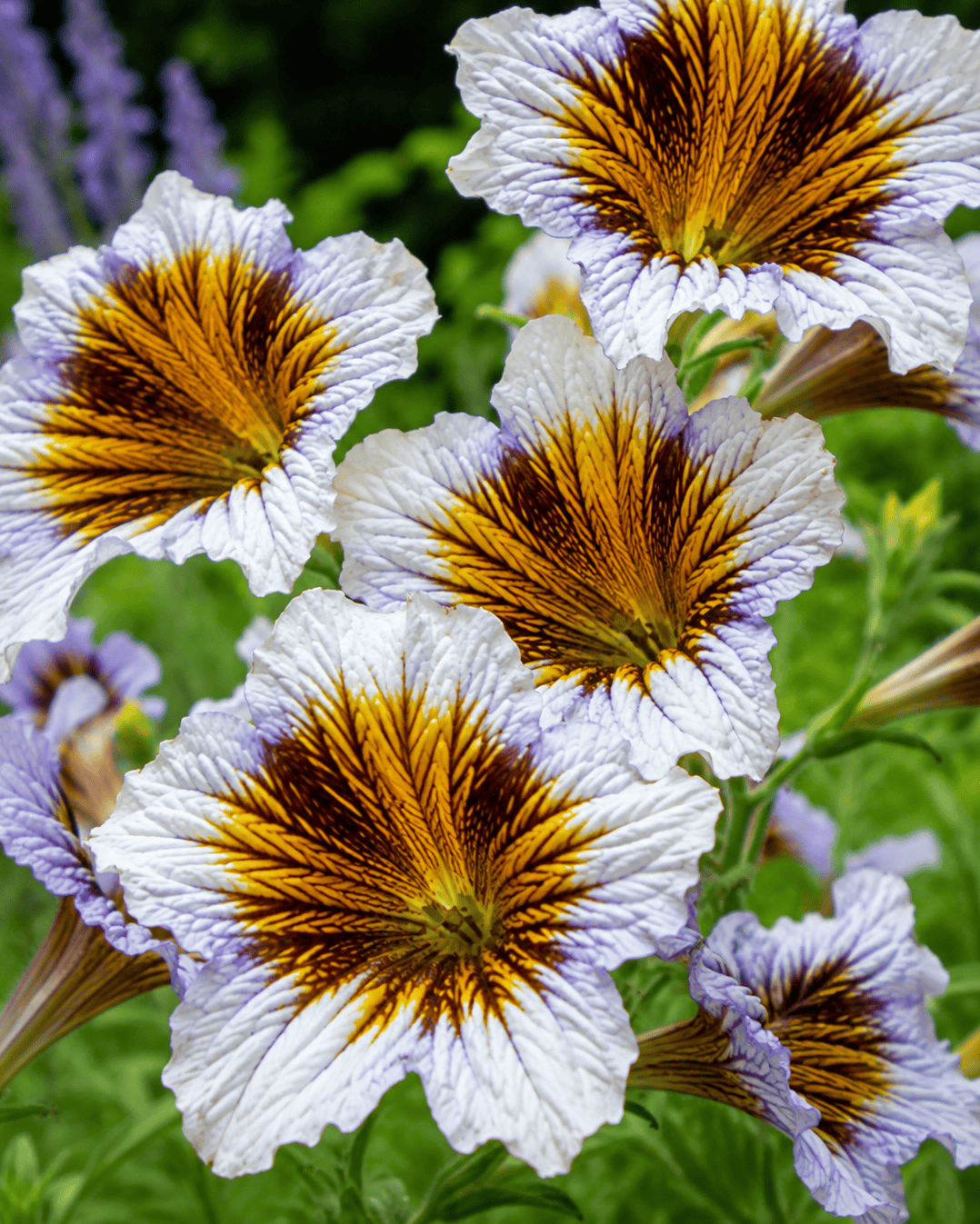 Salpiglossis sinuata - Gloomy Rival Curious FLora and Perennials