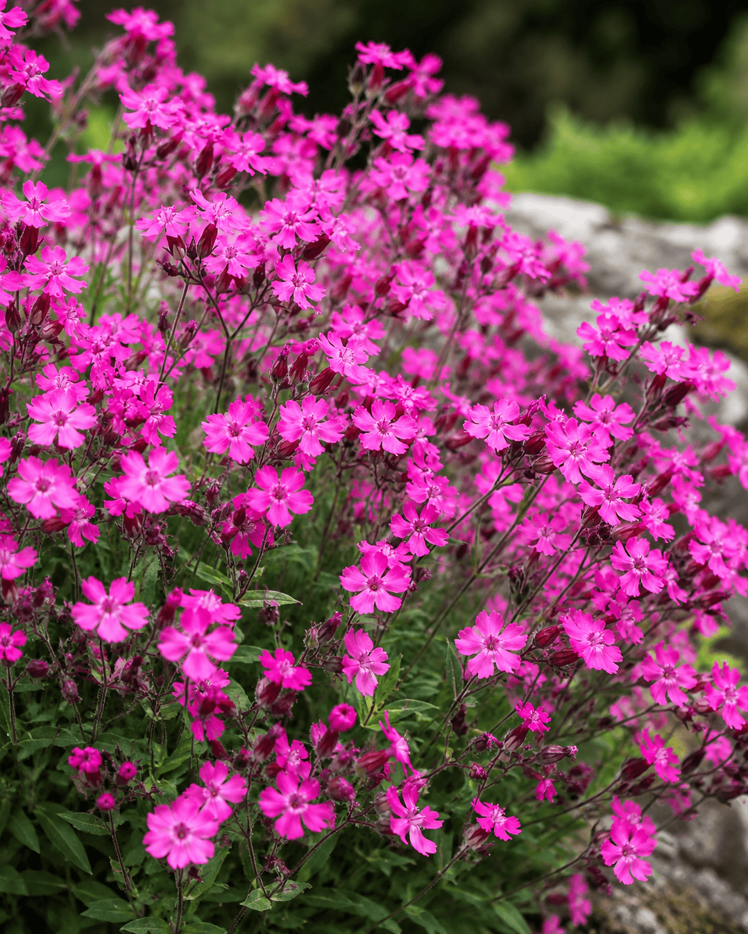 Silene pendula - Sibella Carmine Curious FLora and Perennials