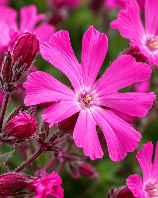 Silene pendula - Sibella Carmine Annie's Annuals Annie's Annuals and Perennials
