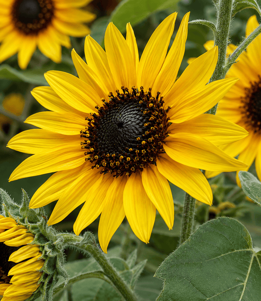 Sunflower - Japanese Silverleaf Annie's Annuals Annie's Annuals and Perennials